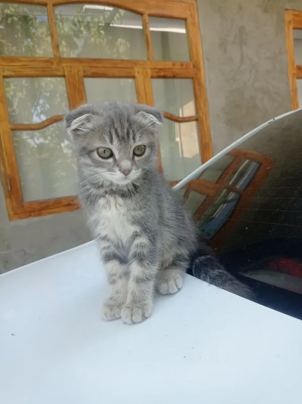 Кошка, один месяц, пол: девочка, цена: 3 млн 2 Кошка, один месяц, пол: девочка, цена: 3 млн 2