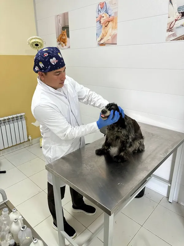 Veterinariya klinika xizmati Samarqand va Kattaqoʻrgʻon 2 Veterinariya klinika xizmati Samarqand va Kattaqoʻrgʻon 2