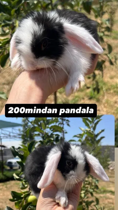 Domda boqiladigan quyonla bor karlikla, mini lops, nederlandskiy quyon 5