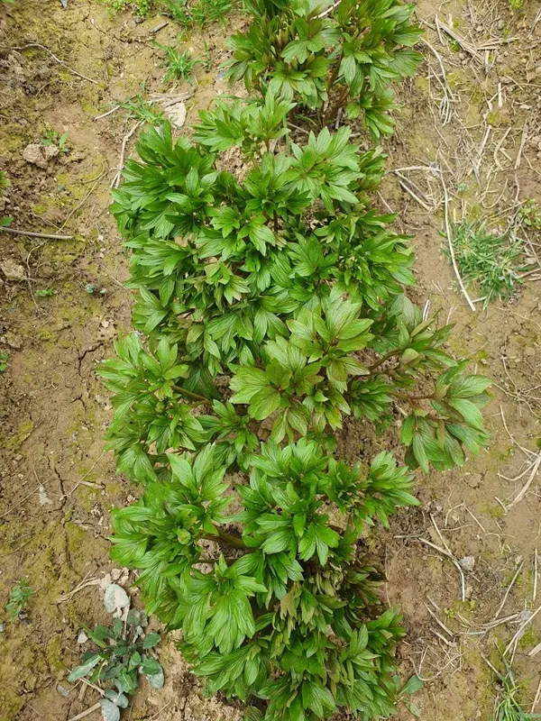 Qizil Piyon gul ko'chati (Бардовый)