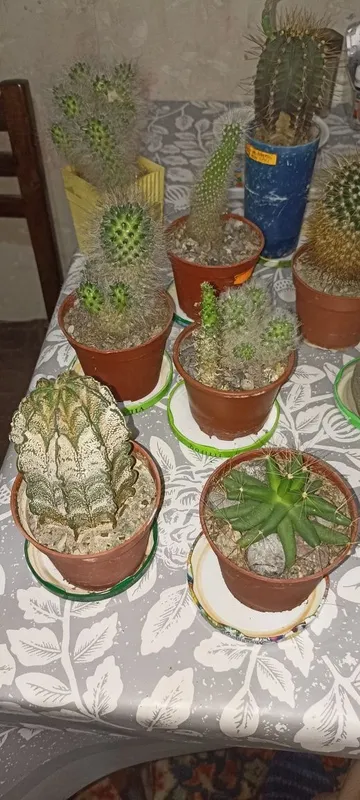 Продаю кактусы разных видов 3