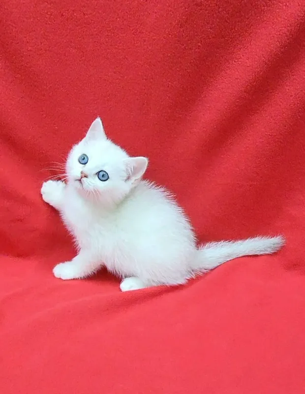 Скоттиш страйт Серебристая шиншила — фото 1
