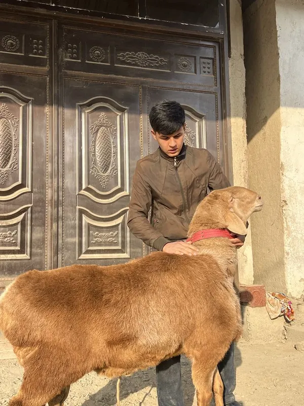 Arashan qoʻchqor yoshi 3 yoshar