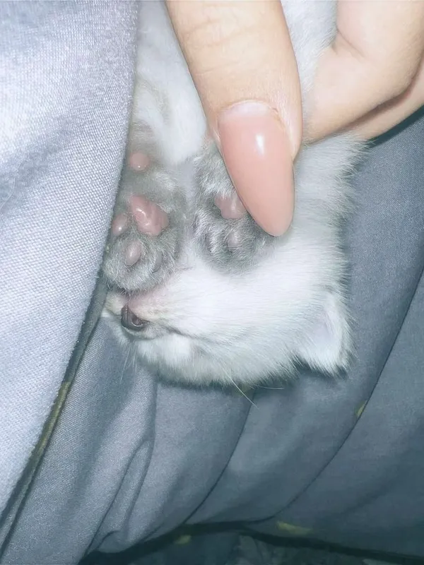 Невская Маскарадная кошка — фото 3