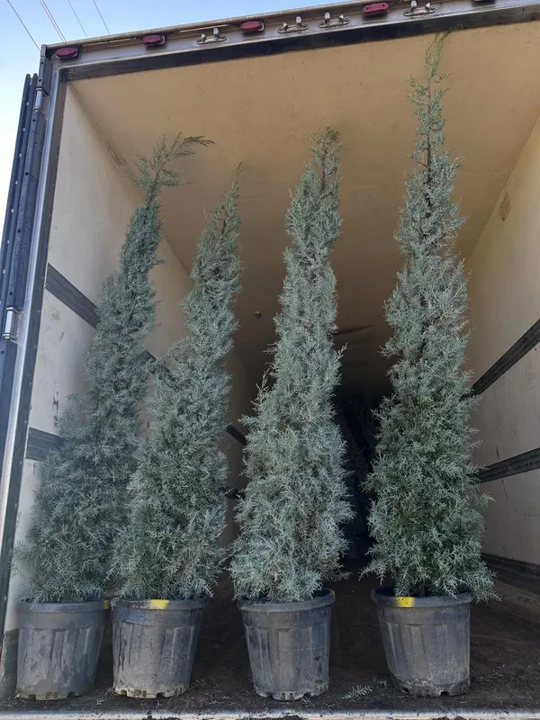 Акция! Кипарис Аризоника Хидли 2.5 метргача — фото 4
