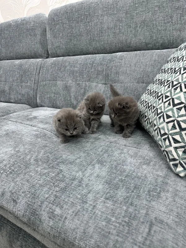 Котята скотиш Фолд
