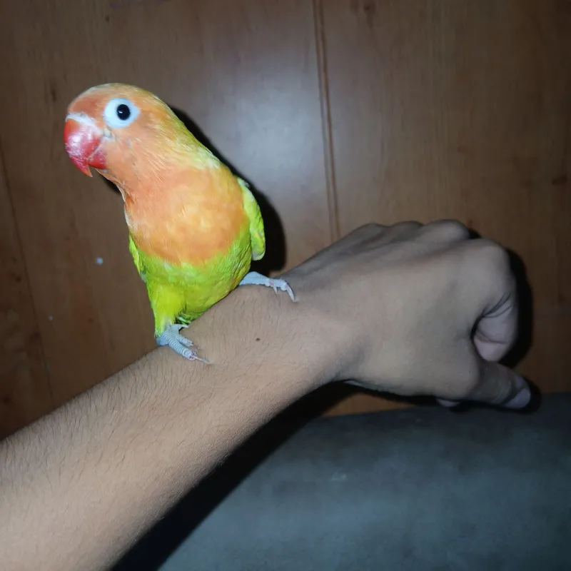 chiko papugay 4 chiko papugay 4