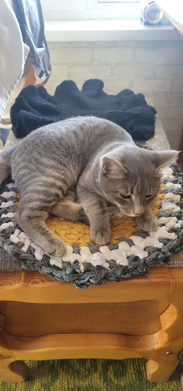 Отдадим кота в хорошие руки, кот находится в Янгиюле — фото 3