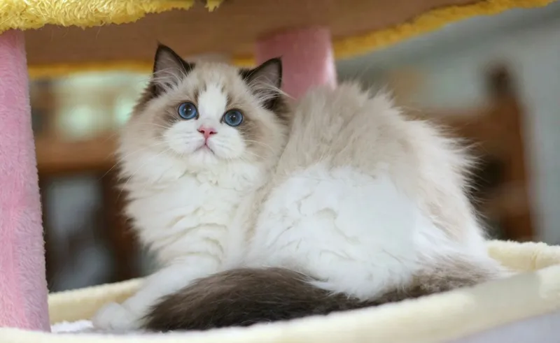 Эксклюзивные Регдоллы 5 Эксклюзивные Регдоллы 5