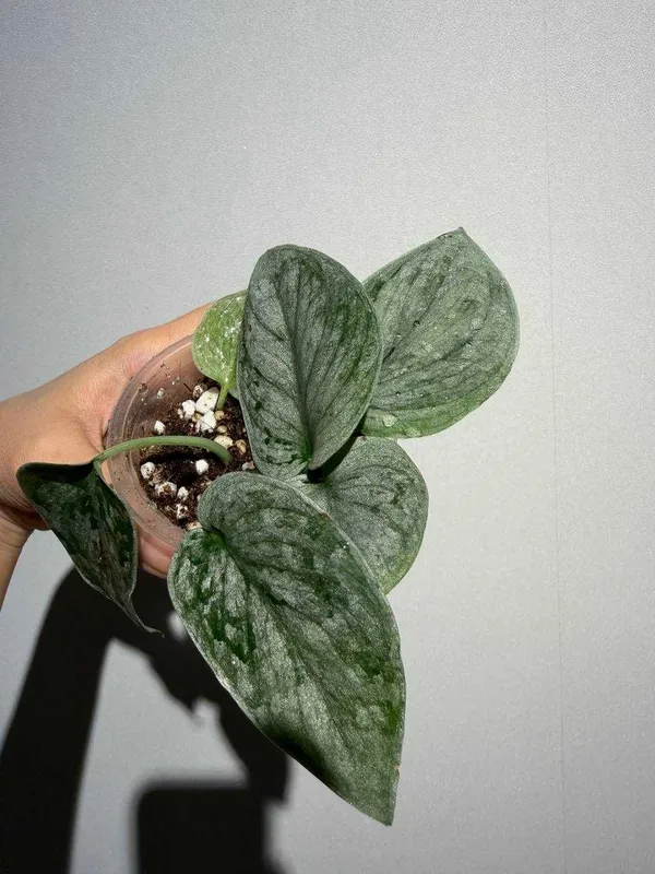 Scindapsus Silver Ann 2
