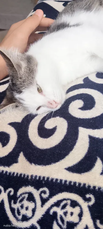 Skotish stray zoti 5