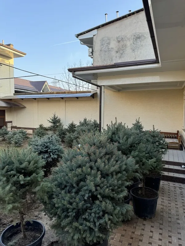 Ель голубая арча — фото 3
