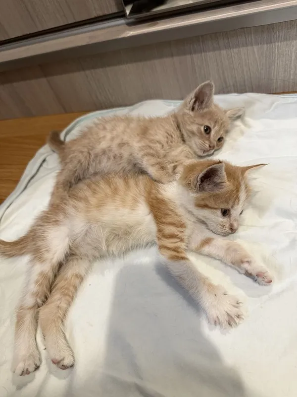 Отдам котят в хорошие руки