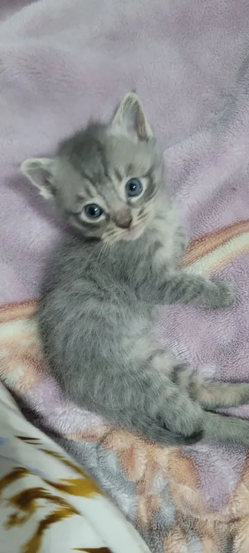 котёнок пароды норвежская лесна