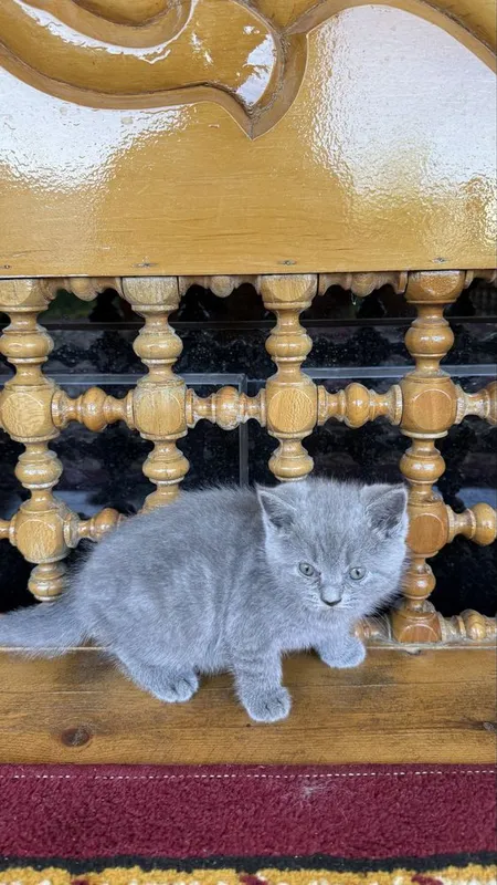 Британские кошки — фото 3