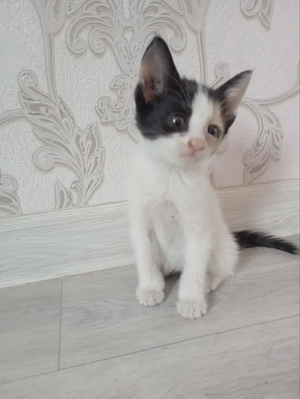 Котят отдают бесплатно 3