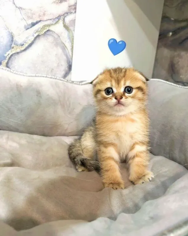 шотландские вислоухие котята — фото 1