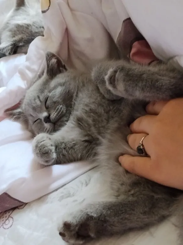 Милые, сладкие котята. — фото 4