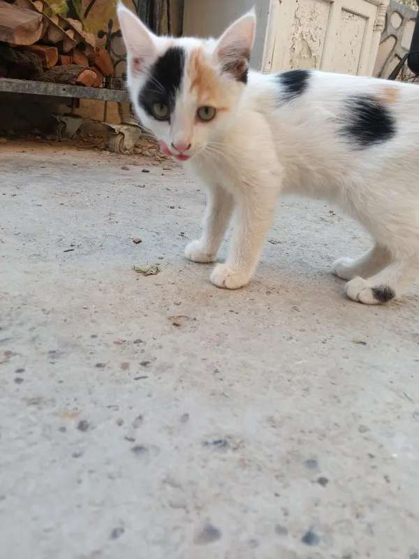 Котенок отдам в добрые руки 3 Котенок отдам в добрые руки 3