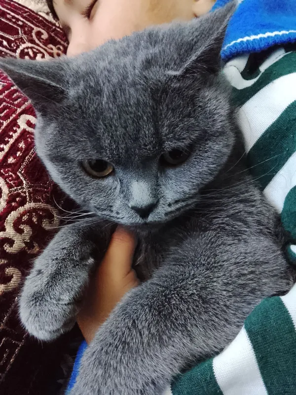 Продаётся британская короткошёрстная кошка. Цена договорная 1 Продаётся британская короткошёрстная кошка. Цена договорная 1
