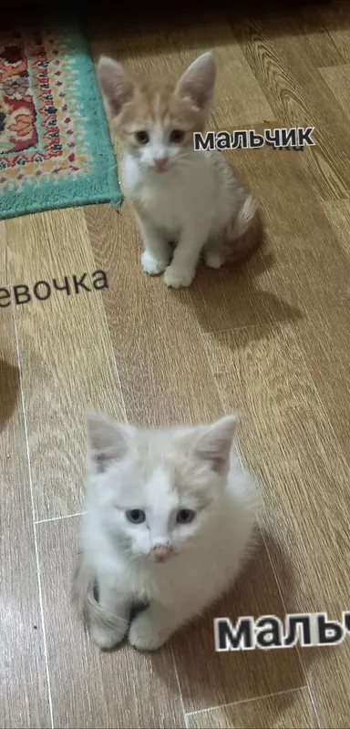 Пристраиваются котята срочно
