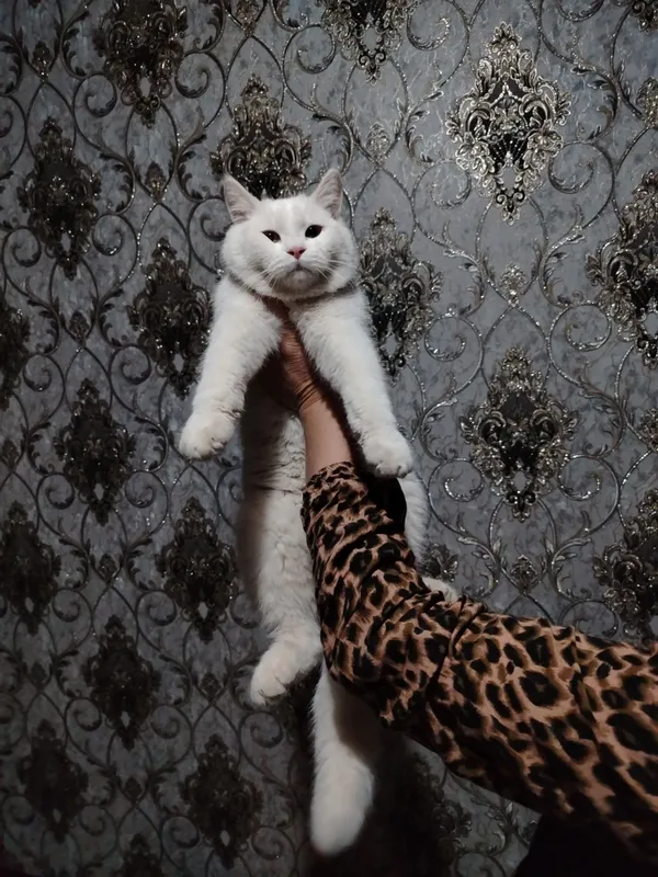 Scottish fold va shinshila o'g'ilchasi — фото 3
