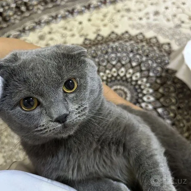 Британский веслоухий 1 Британский веслоухий 1