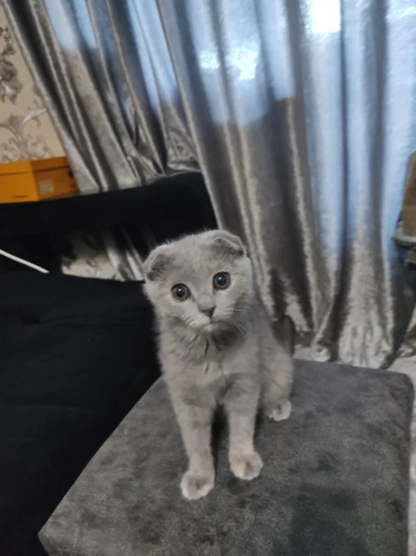 Scottish fold очень активная — фото 2