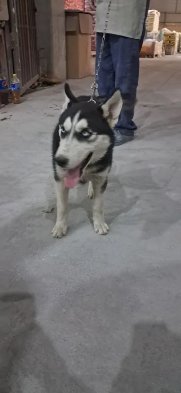Собака хаски мода 2 Собака хаски мода 2