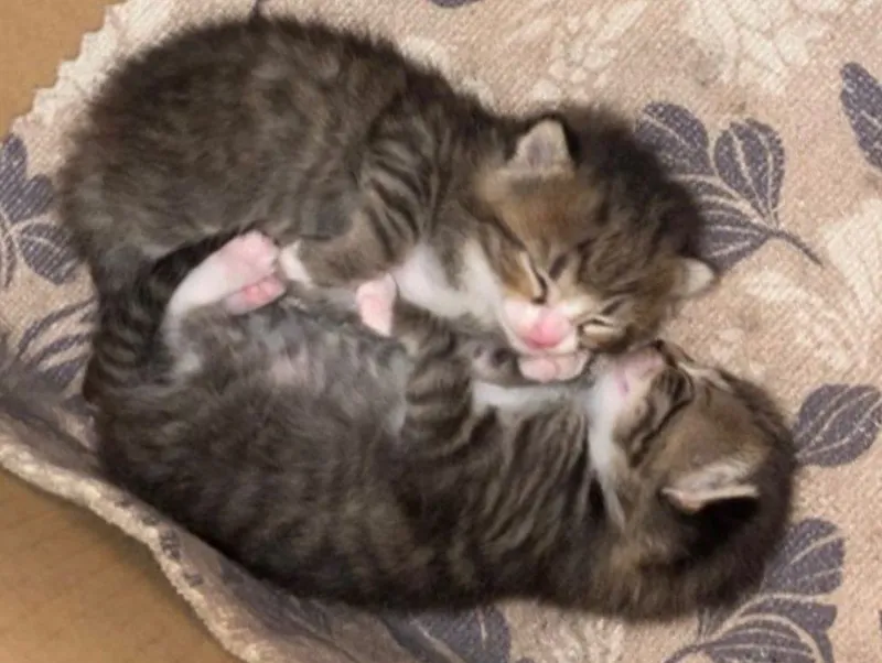 котята даром