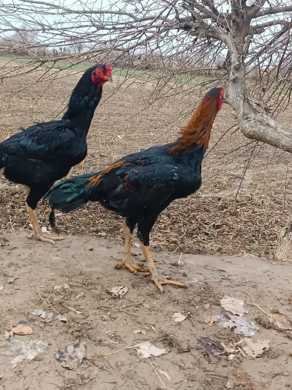 Sogligi yeb ichishi joyida bittasi bahorgi — фото 2