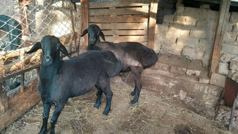 Aqiqa va qurbonlik uchun qo'chqorlar — фото 1