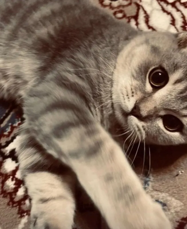 Кошка пародистая
