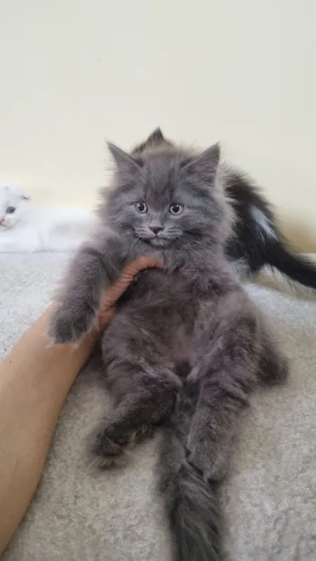 Скоттиш-фолд и скоттиш-страйт 8 Скоттиш-фолд и скоттиш-страйт 8