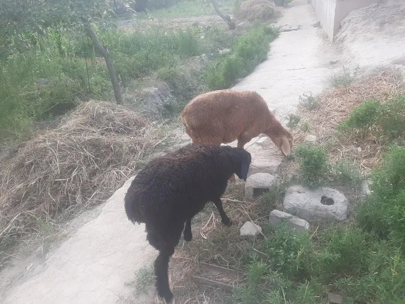 Qo'zi qo'chqorlar sotiladi 3 Qo'zi qo'chqorlar sotiladi 3
