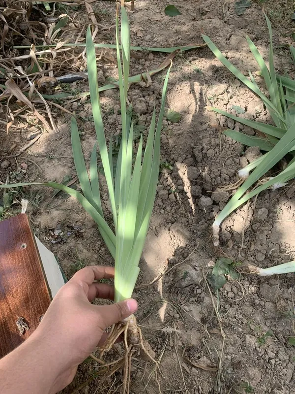 Iris gul bozor narxidan arzonga 2 Iris gul bozor narxidan arzonga 2