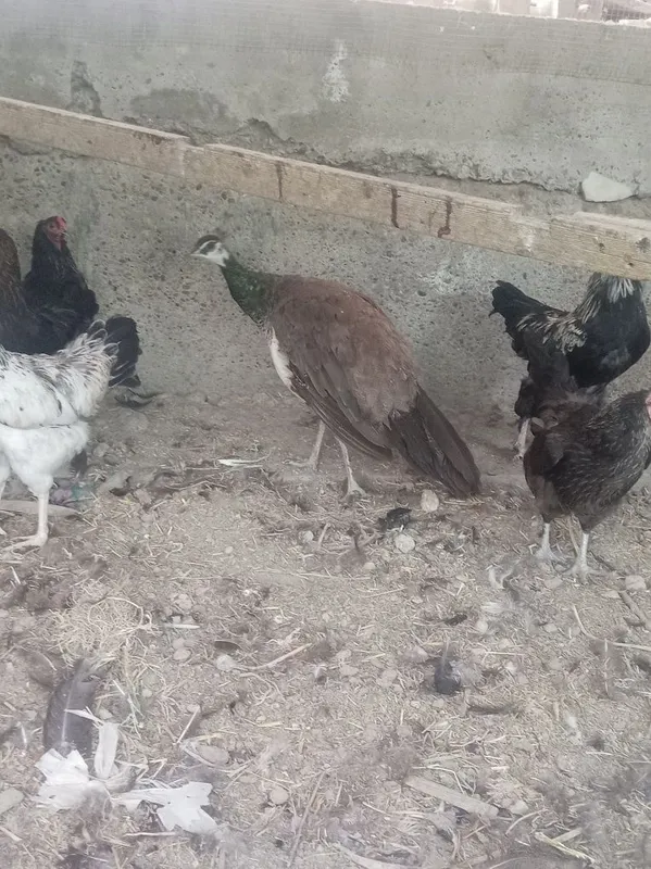 Tuvus tez va arzon sotiladi 3 Tuvus tez va arzon sotiladi 3