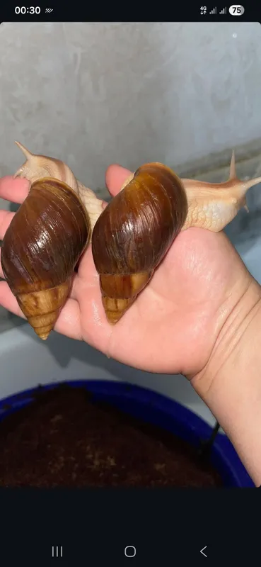 5 6 sm Axatina Fulica Panterka Ulitkalar — фото 1