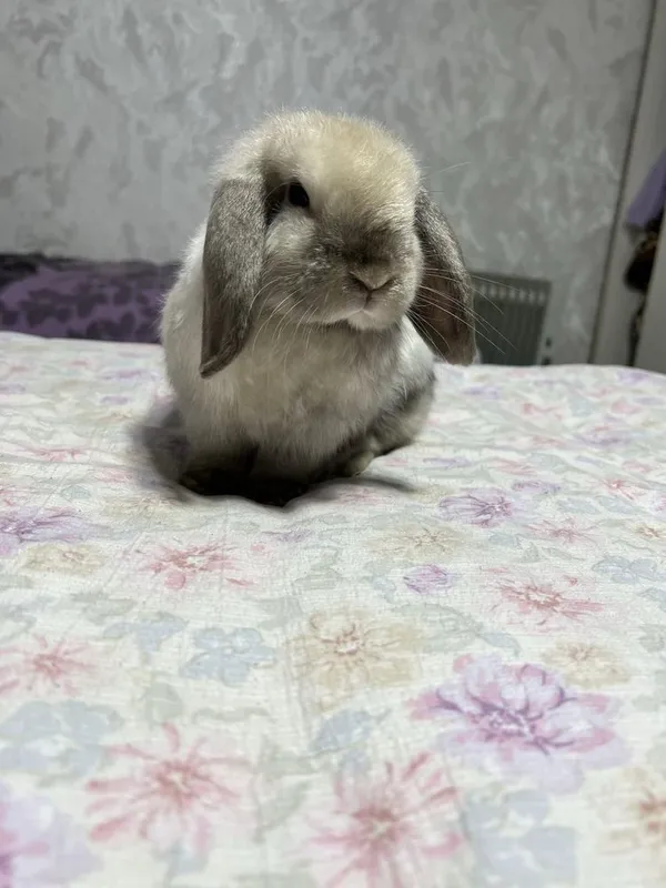 Декоротивные кролики Mini Lop — фото 1