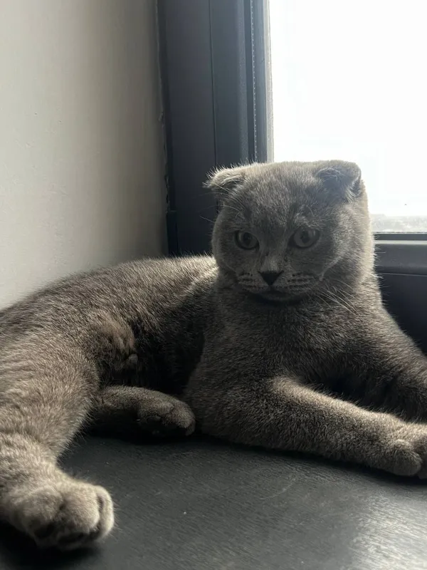 Мушук аклли соглом