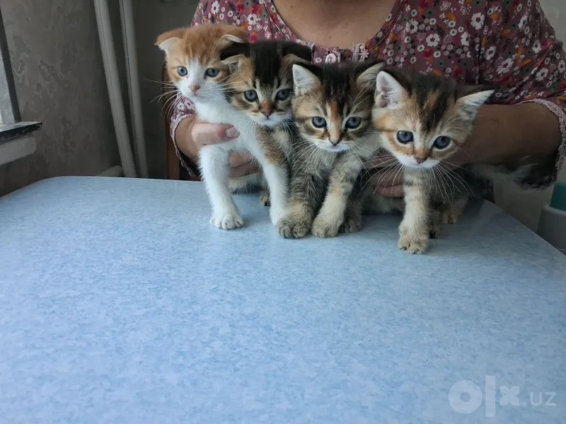 Продаются котята 2 Продаются котята 2