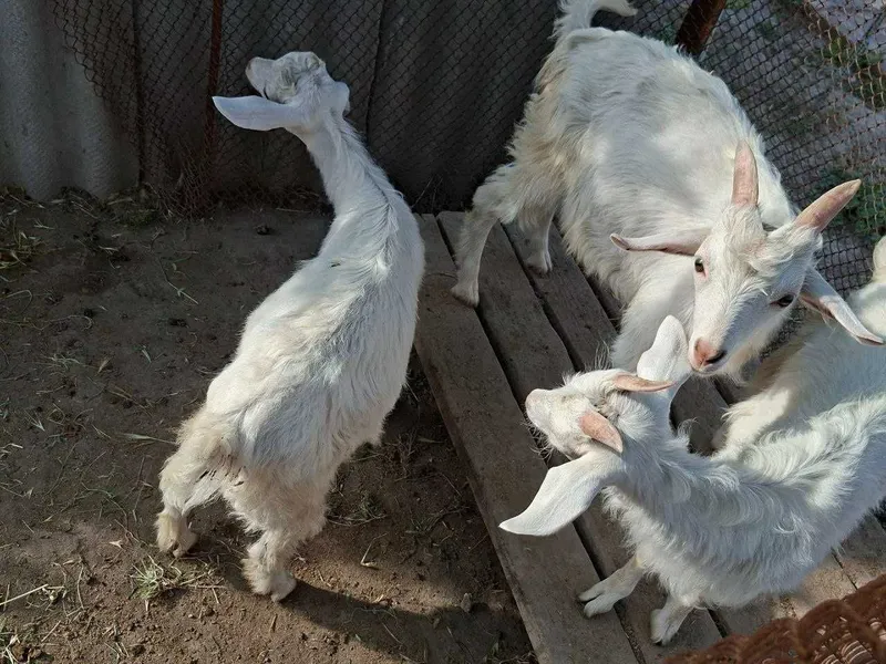 Продаются козлята — фото 3