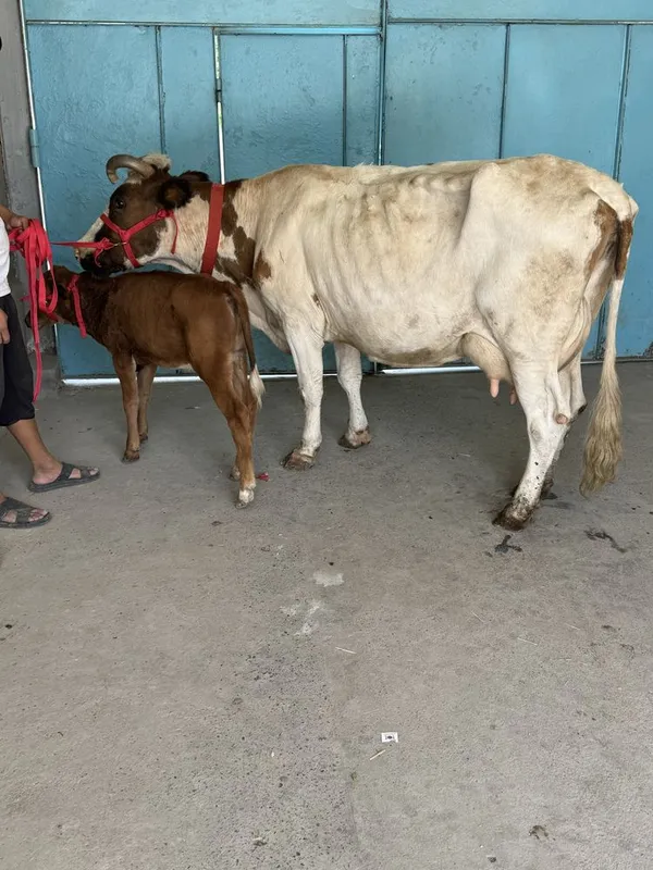 Ona bola sgir sotaldi 4 Ona bola sgir sotaldi 4