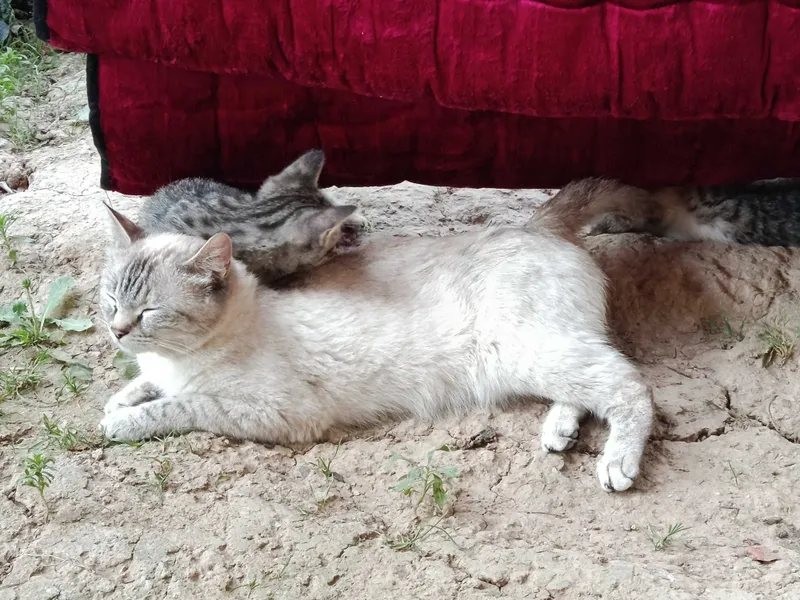 Пару котят ищут себе дом
