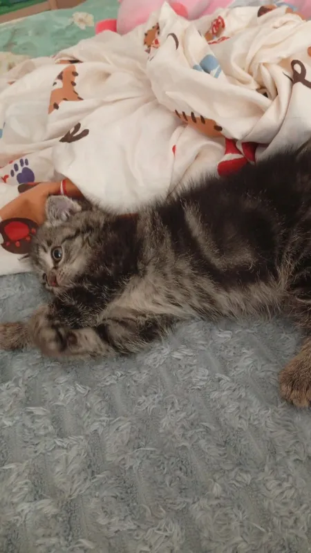 продается котенок скотишь страйт 4 продается котенок скотишь страйт 4