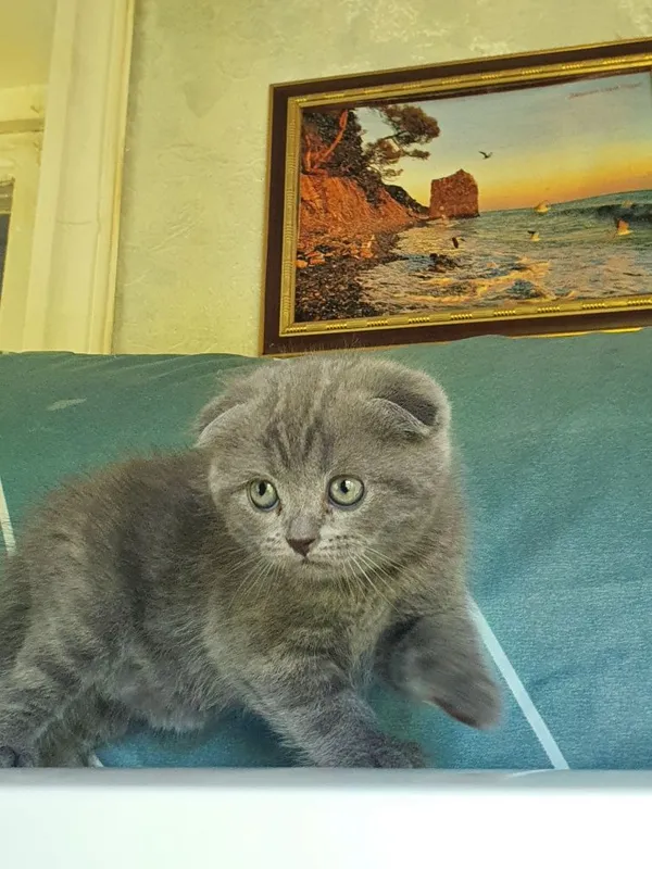 Скотиш фолд; девочка 3