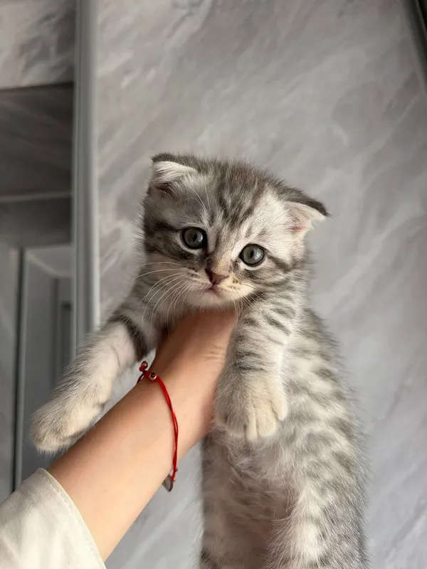 Продаются котата скотиш фолд 4 Продаются котата скотиш фолд 4