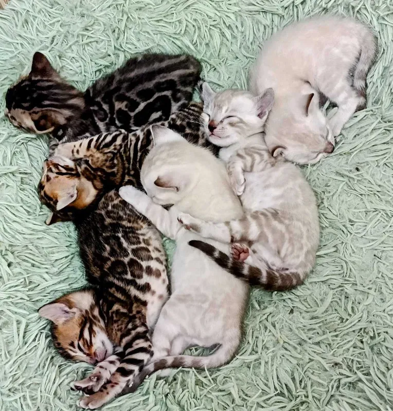 Бенгальские котята