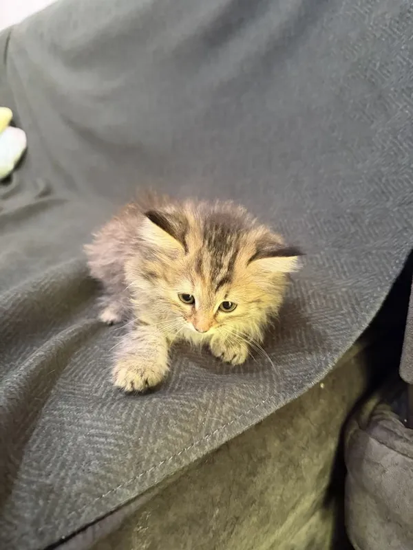 Котята Mushukcha sotiladi ko’rim yidi parodali — фото 2