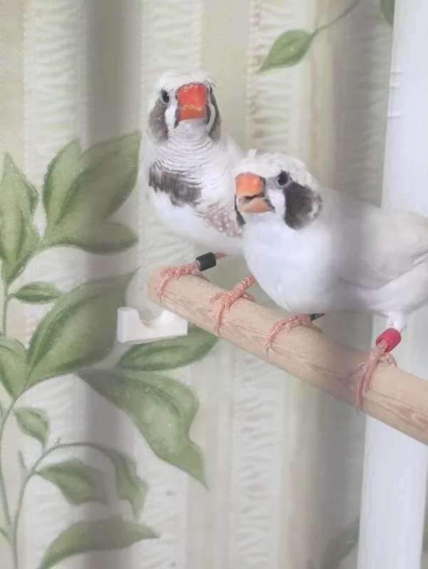 Продаються Амадины Продаються Амадины